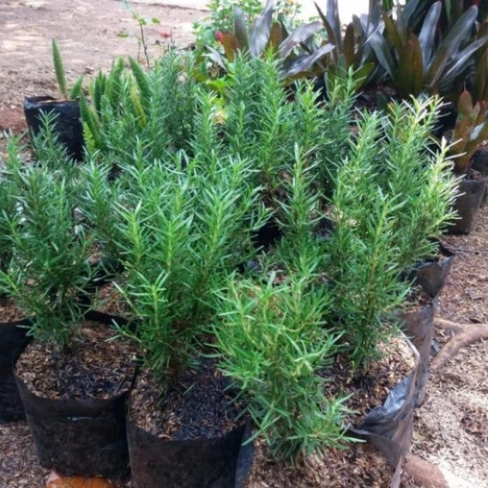 

Terlaris 4Man Tanaman Hias Rosemary Herbal Wangi Dan Harum/Bibit/Benih Promo!!
