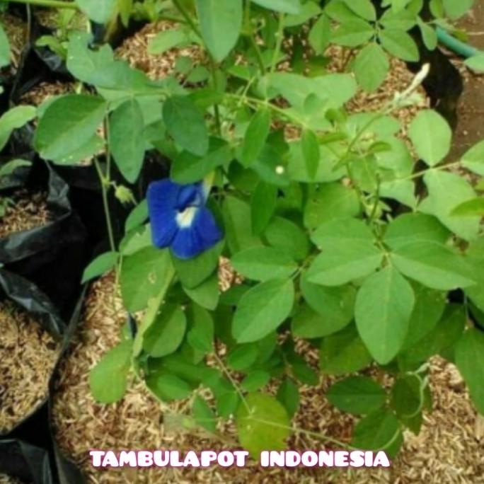 

Terlaris Tanaman Kembang Telang Kembang Teleng Obat Mata Belekan Herbal Alami