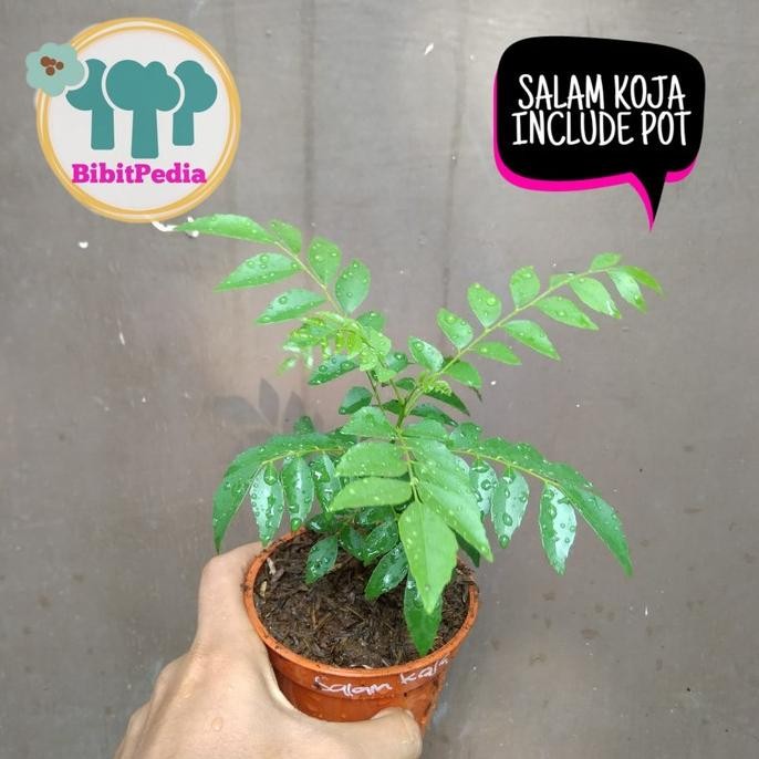 

Terlaris Salam Koja / Daun Kari Tanaman Herbal Tanaman Dalam Polybag