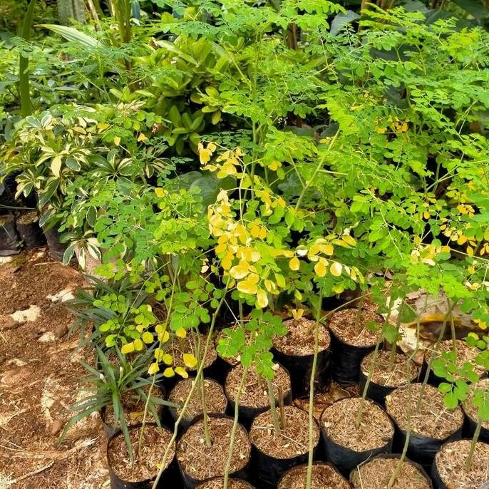 

Terlaris Pohon Kelor//Bibit Tanaman Daun Kelor
