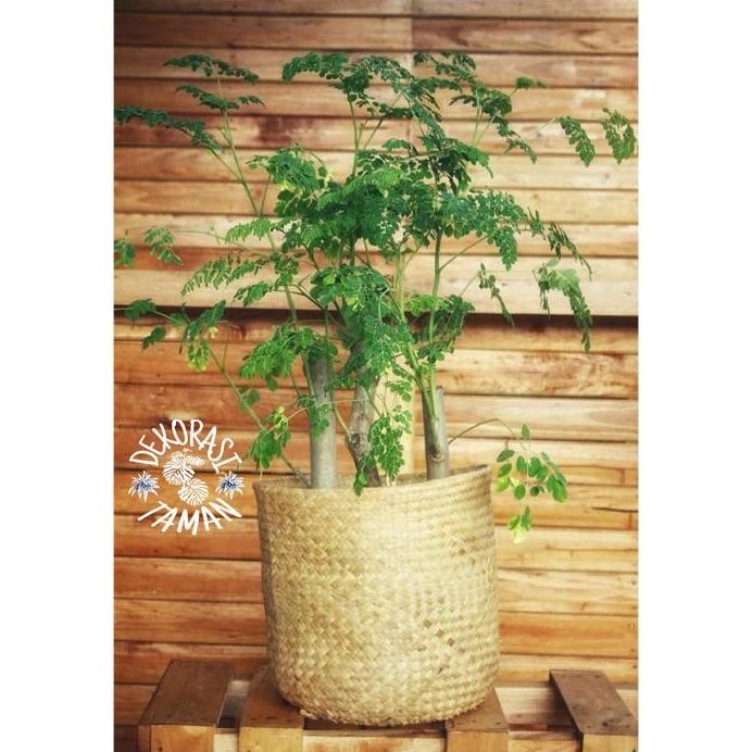 

Terlaris Tanaman Herbal Daun Kelor Marunggai/ Daun Kelor/ Bibit Daun Kelor