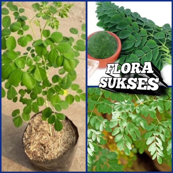 

Terlaris Jual Bibit Pohon Kelor Tanaman Daun Kelor