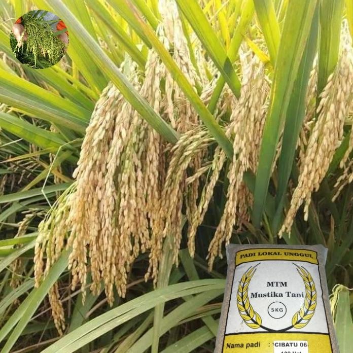 

Terlaris Benih Padi Cibatu 06 5Kg Ori