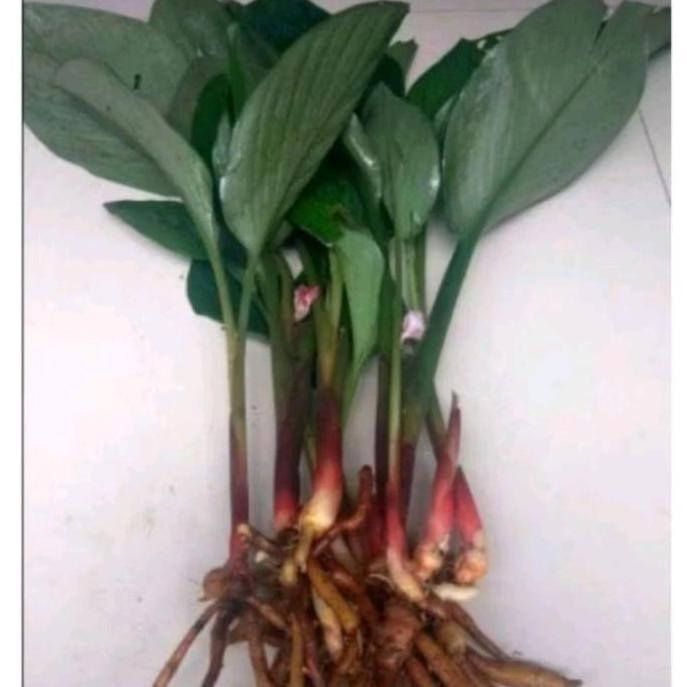 

Terlaris Bibit Temu Kunci Artificial - Siap Kirim