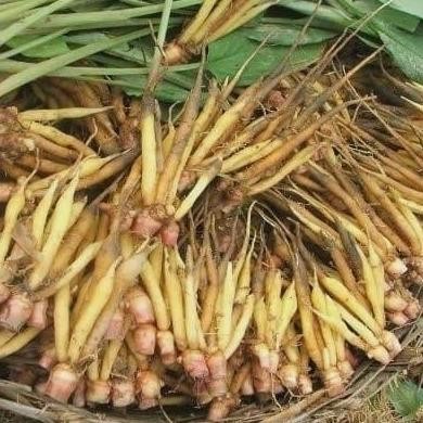 

Terlaris Victory Seed Umbi Bibit Temu Kunci (Isi 1000 Gram)