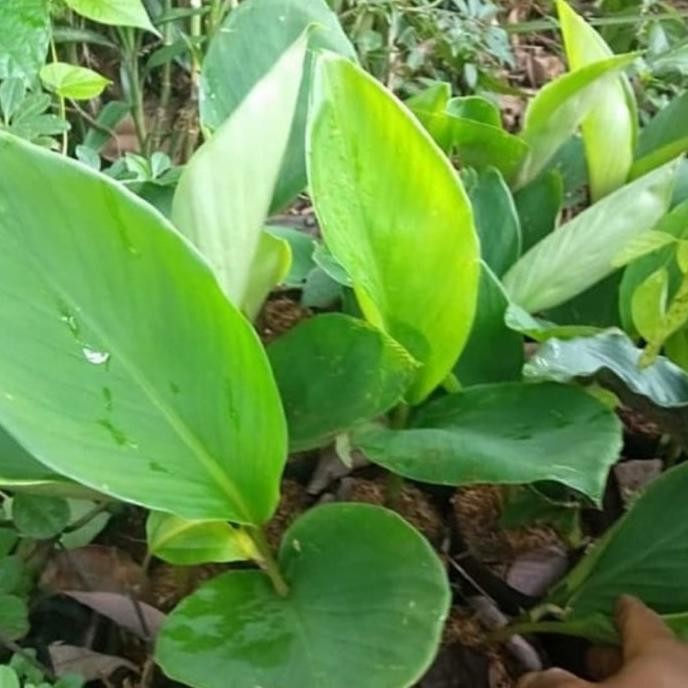 

Terlaris Bibit Pohon / Tanaman Temu Kunci / Obat Herbal Murah Berkualitas Hemat