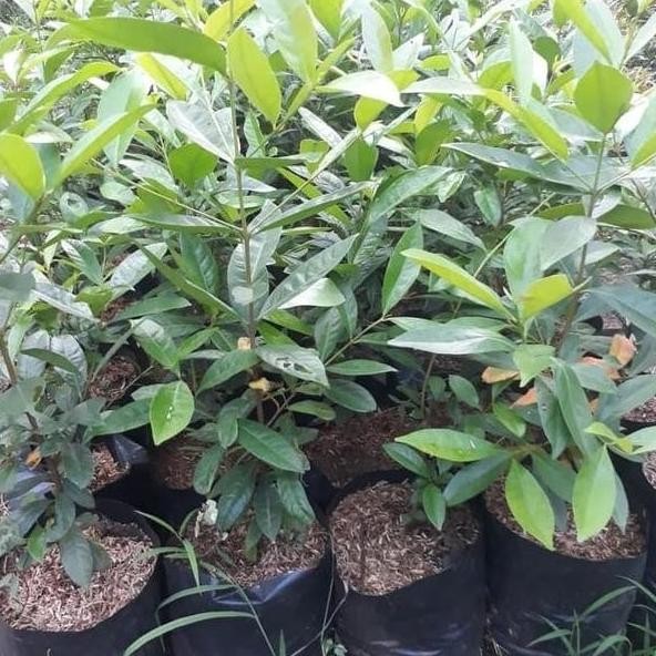 

Terlaris Bibit Tanaman Pohon Salam /Daun Salam Penyedap Masakan