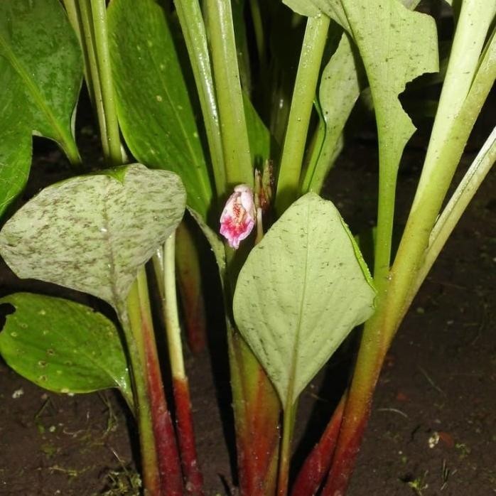 

Terlaris Bibit Temu Kunci Kunyit Temukunci Obat Herbal Polybag Tinggi 20/30Cm