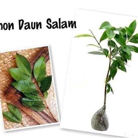 

Terlaris Bibit Tanaman Daun Salam Bumbu Dapur - Masak