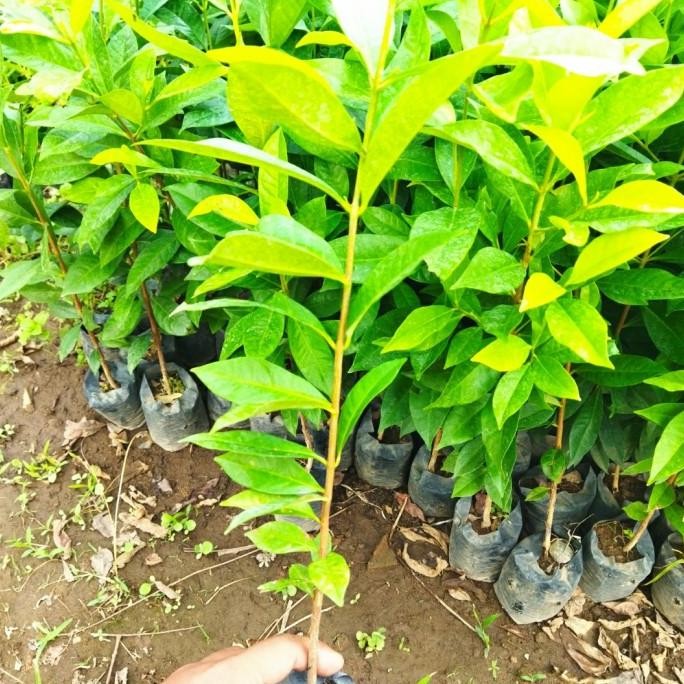 

Terlaris Bibit Tanaman Daun Salam Rempah