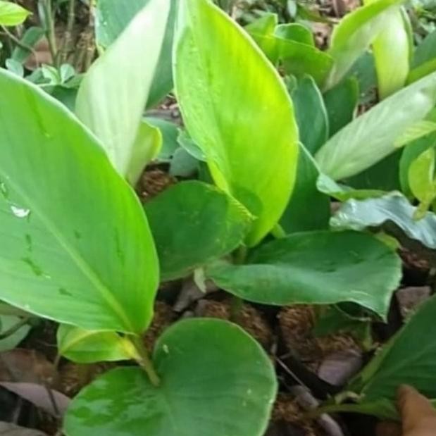 

Terlaris Bibit Temu Kunci/Tanaman Temu Kunci