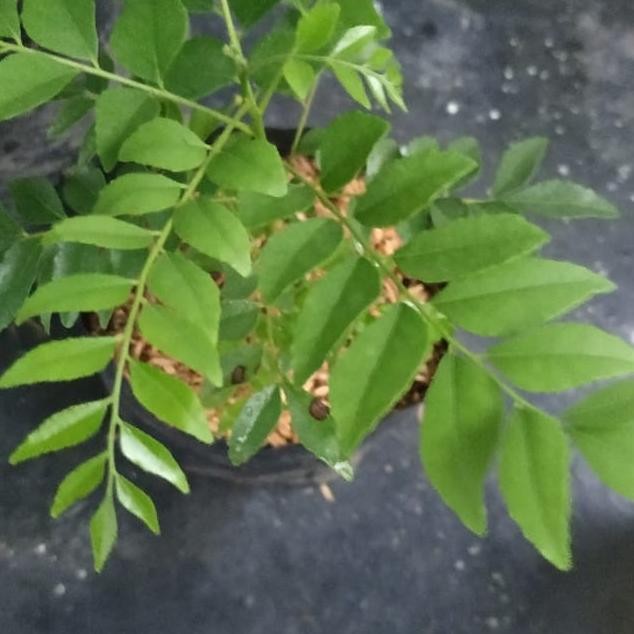 

Terlaris Bibit Tanaman Pohon Daun Kari-Salam Koja-Curry