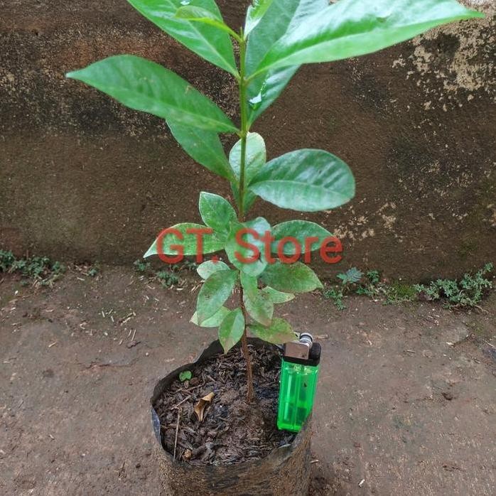 

Terlaris Pohon Salam/Tanaman Daun Salam/Bibit Pohon Salam/ Pohon Salam Bumbu