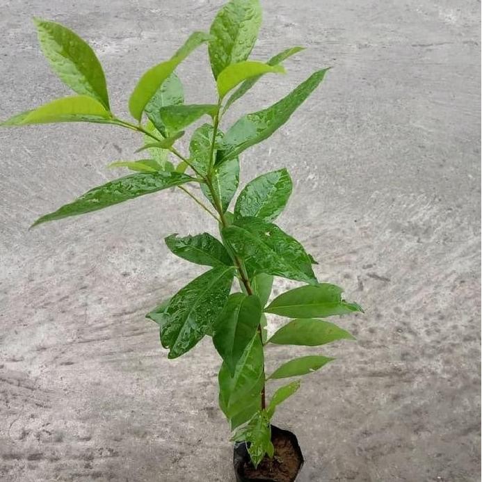 

Terlaris Benih/Bibit Daun Salam Masak