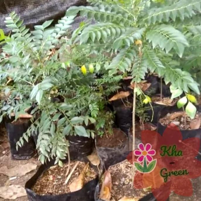 

Terlaris Bibit Pohon Salam Koja/Daun Kare/Kemuru - Tinggi 40-50 Cm