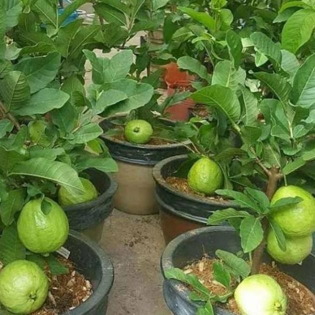 

Terlaris Bibit Jambu Kristal Berbuah Berbunga