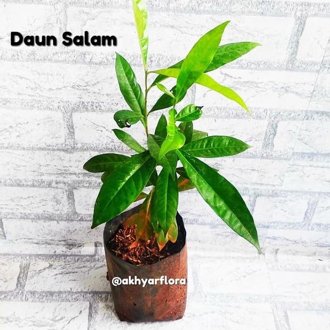 

Terlaris Bibit Daun Salam Tanaman Daun Salam Pohon Salam