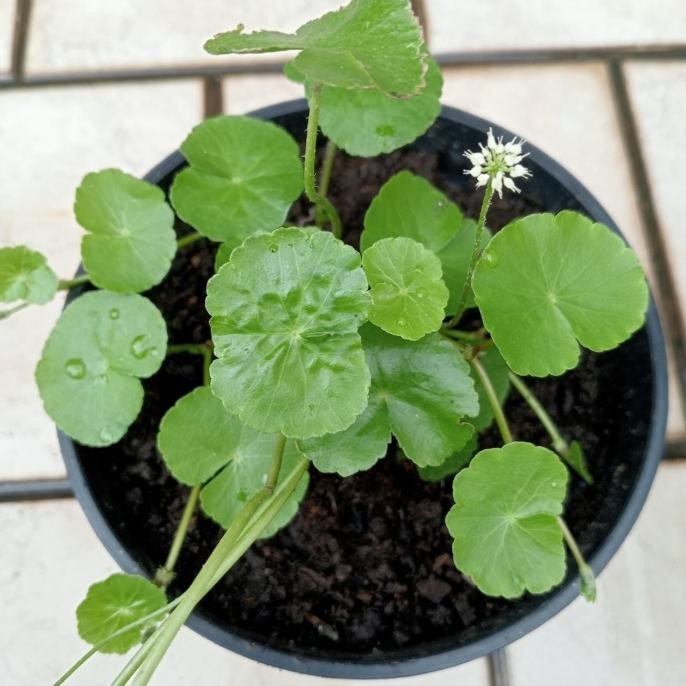 

Terlaris Tanaman Herbal Pegagan Air / Hydrocotyle Bonariensis
