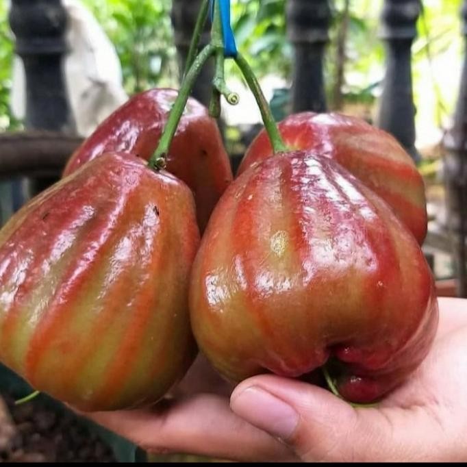 

Terlaris Bibit Tanaman Buah Jambu Air Dalhari Tanpa Biji Unggul Bergaransi