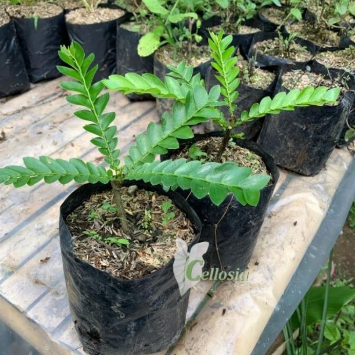

Terlaris Bibit Tanaman Herbal Daun Seligi