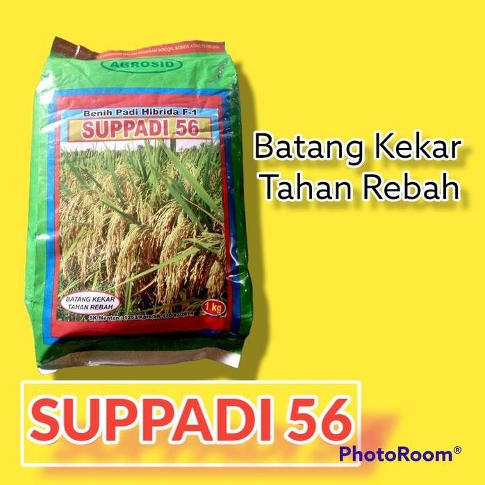 

Terlaris Benih Padi Hibrida Suppadi 56 Daun, Potensi Hasil 10-12 Ton Per Hanasi