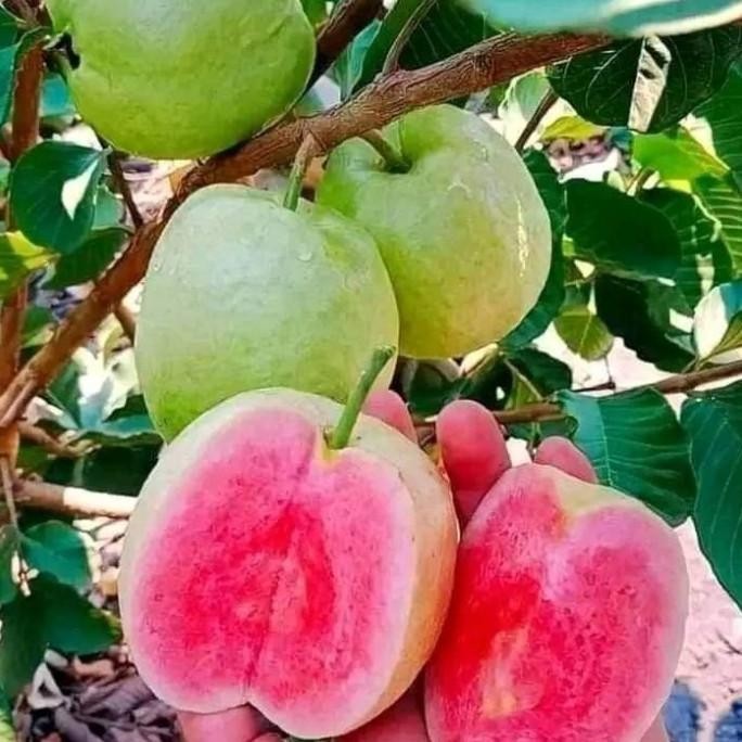 

Terlaris Bibit Tanaman Buah Jambu Kristal Merah Red Diamond