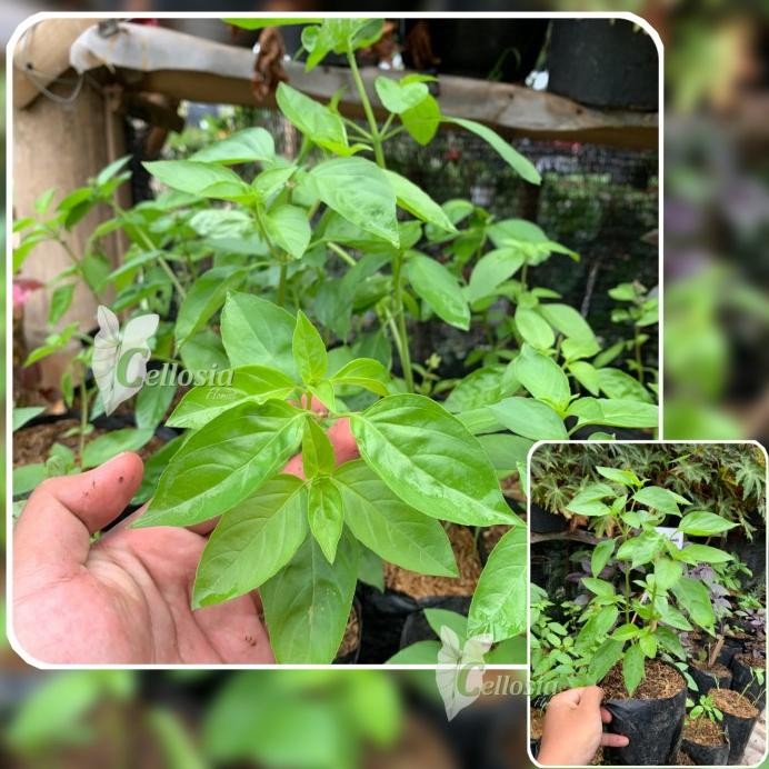 

Terlaris Tanaman Herbal Rempah Thailand Basil / Thai Basil