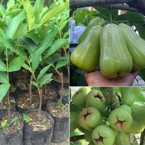 

Terlaris Bibit Tanaman Buah Jambu Air Madu Dan Bol