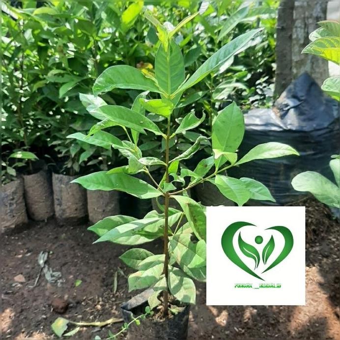 

Terlaris Bibit Tanaman Daun Salam Sayur Pohon Salam