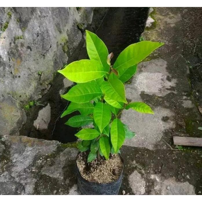 

Terlaris Bibit Tanaman Daun Salam-Pohon Salam Sayur