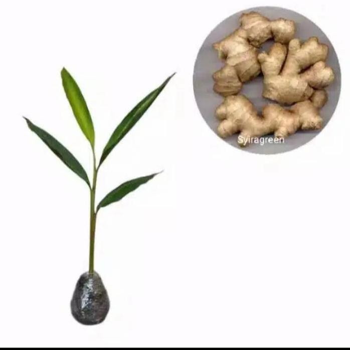 

Terlaris Bibit Tanaman Jahe Emprit Herbal