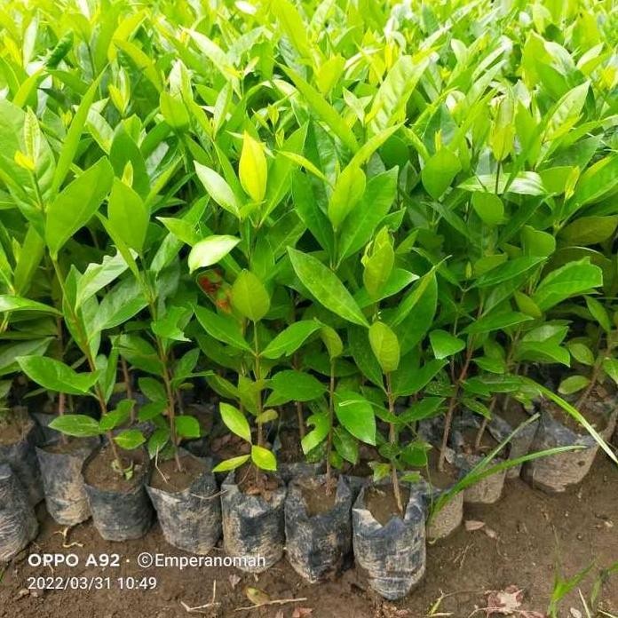 

Terlaris Promo Paket Hemat Beli 1 Dapat 3 Bibit Daun Salam