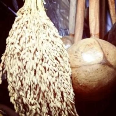 

Terlaris Padi Utuh,Tangkai Padi Utuh,Whole Dryrice Stalk,Masih Ada Daun/Tangkai