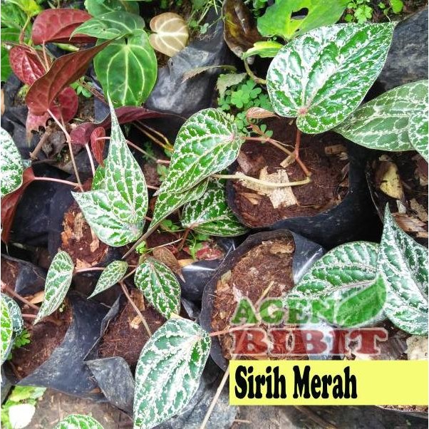 

Terlaris Bibit Sirih Merah Tanaman Herbal Sirih Merah - Pohon Piper Ornatum