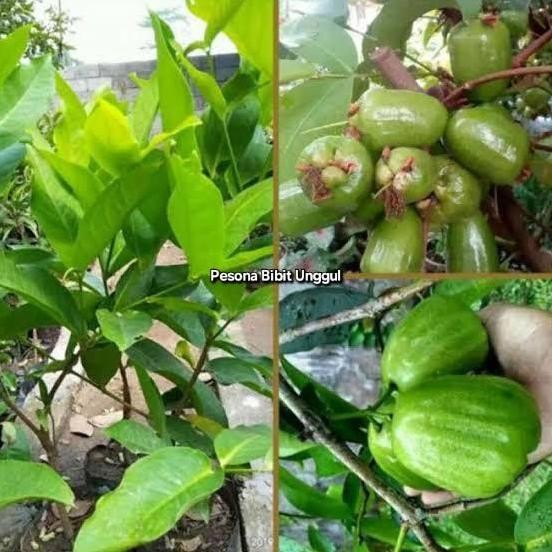 

Terlaris Bibit Tanaman Buah Jambu Air Kiojok Unggul Dan Bergaransi