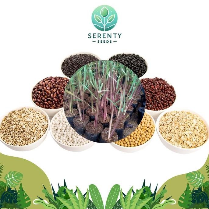 

Terlaris Benih Herbal & Tanaman Serenty Seeds Benih Serai Wangi