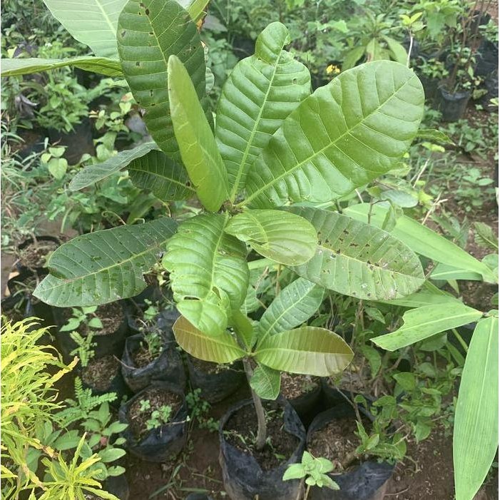 

Terlaris Bibit Pohon Jambu Mede Atau Jambu Monyet