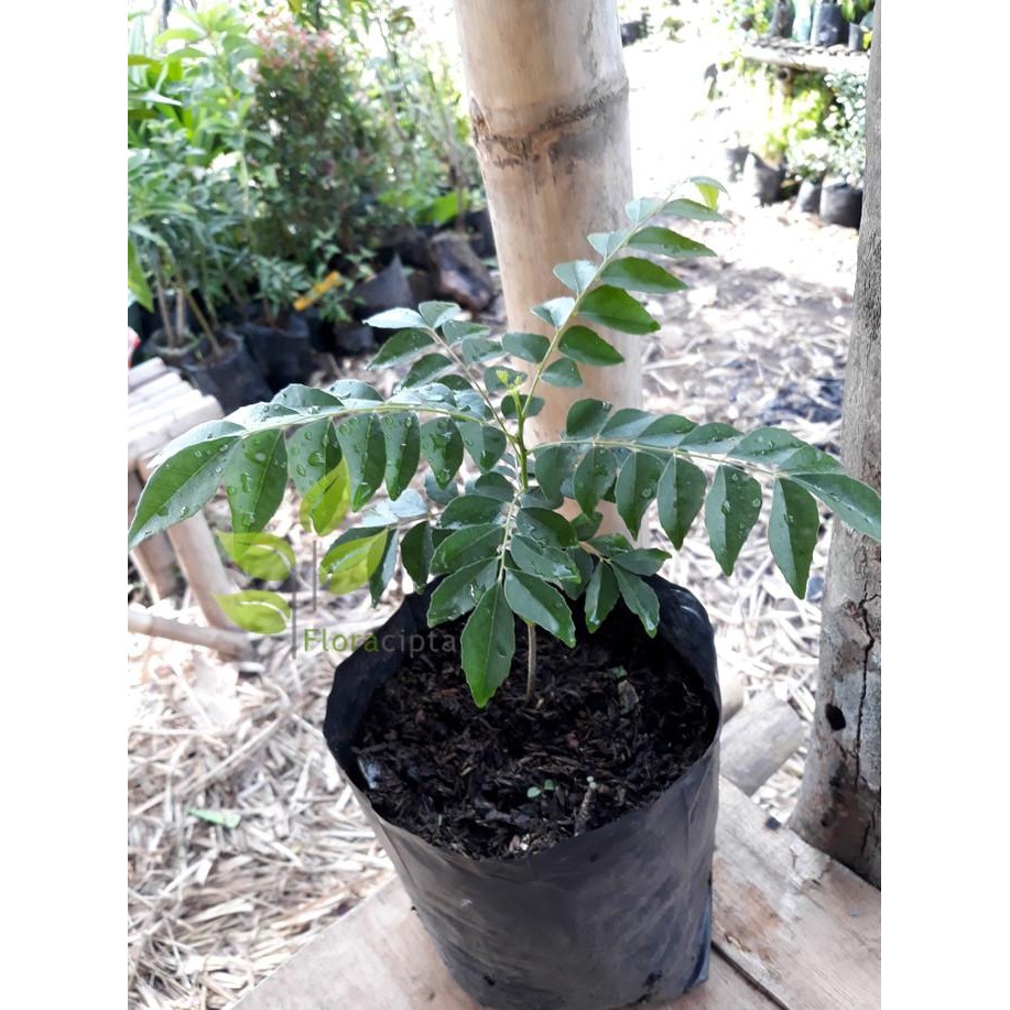 

Terlaris Bibit Pohon Salam Koja/Temuru/Daun Kari - 20Cm