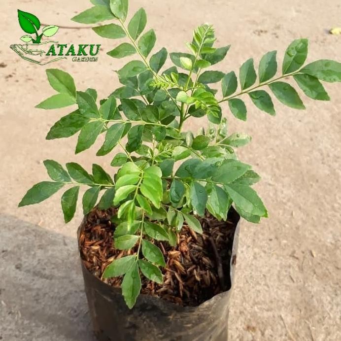 

Terlaris Bibit Tanaman Salam Koja Daun Kari Pohon Kari Untuk Bumbu Masakan
