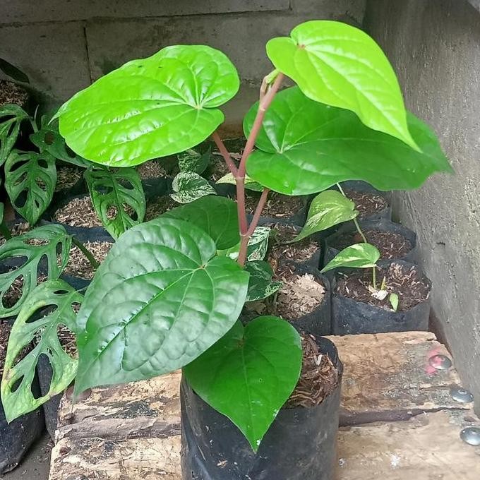 

Terlaris Tanaman Hias Herbal Sirih