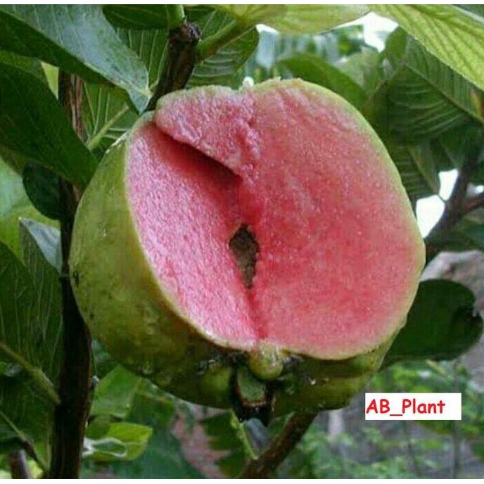 

Terlaris Bibit Jambu Kristal Merah Tanpa Biji Okulasi Unggul Cepat Berbuah