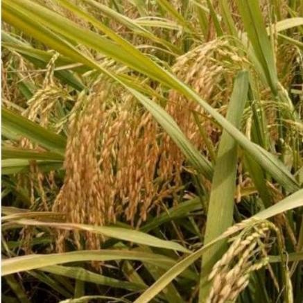 

Terlaris Benih Padi S400 (Srikandi 400)