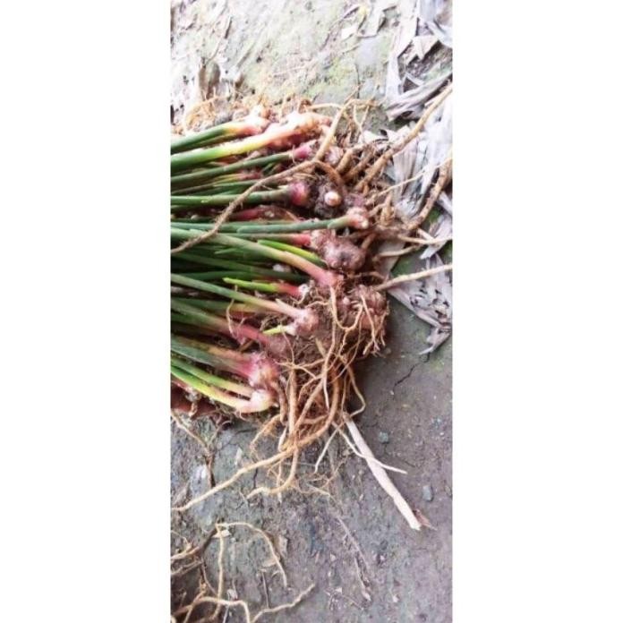 

Terlaris Bibit Tanaman Daun Salam,Jahe Merah # Paket Isi 10 Berkualitas