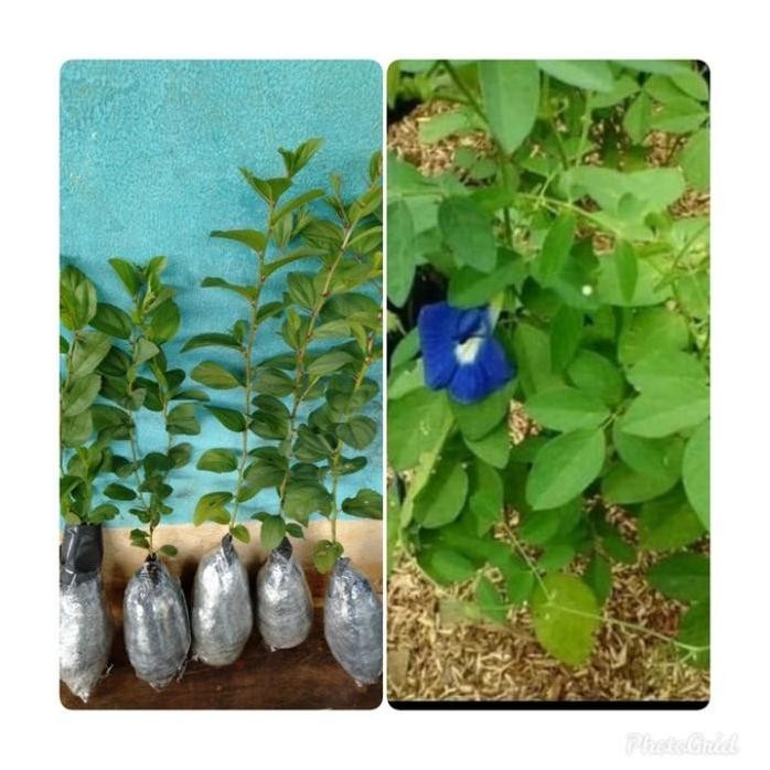 

Terlaris Paket 2 Tanaman Herbal Bidara Arab Pohon Bunga Teleng