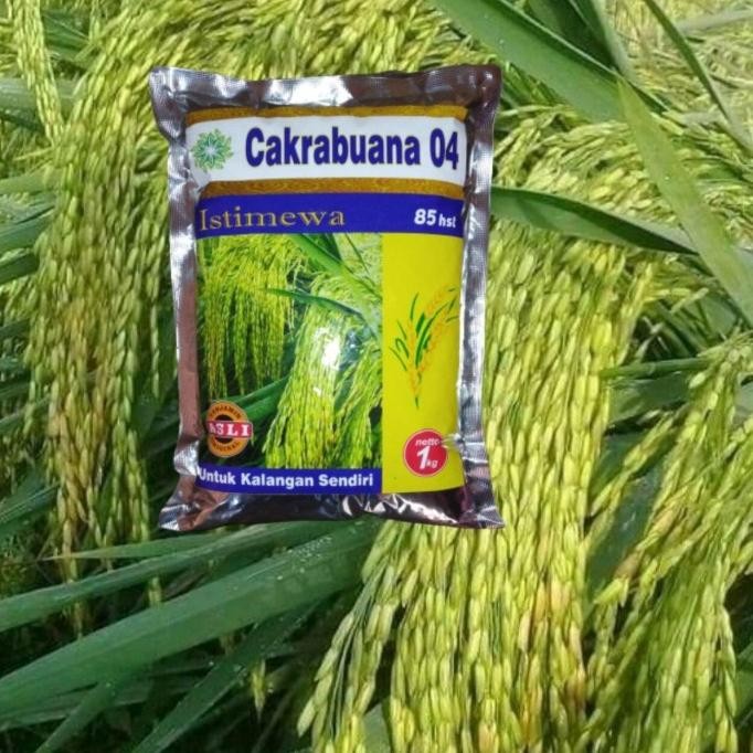 

Terlaris Asli Benih Padi Cakrabuana 04 | Bibit Padi Cakra Buana 04 Nol Empat Cokro Buono Netto 1 Kg Ready Stock
