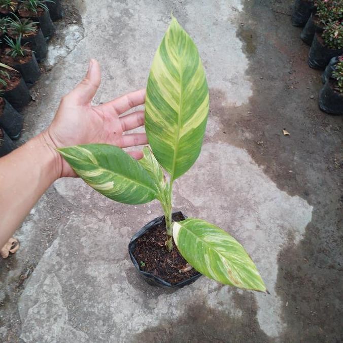 Bibit pisang an mutasi variegata kuning PREMIUM