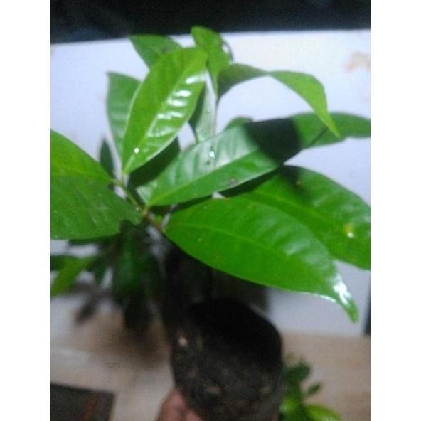 

Terlaris Bibit Pohon Daun Salam Bumbu Masak