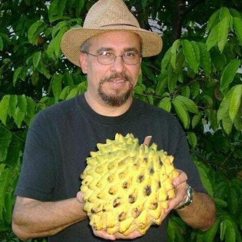 Bibit Srikaya Biriba Okulasi / Tanaman Srikaya Nanas / Srikaya Durian PREMIUM