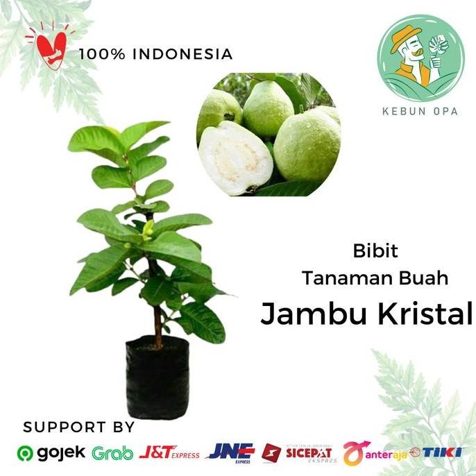 

Terlaris Bibit Tanaman Buah Pohon Jambu Kristal Cangkok Kondisi Siap Berbuah