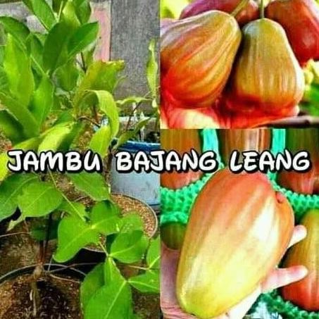 

Terlaris Bibit Jambu Air Bajang Leang, Okulasi Tinggi 60-80 Cm